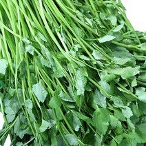 [산지직송] 청도 미나리 1kg, 청도청정미나리