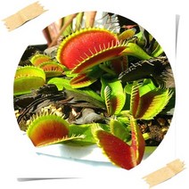 행복한정원 식충식물, 파리지옥