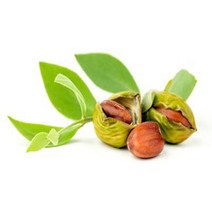 골든호호바오일 100ml/호호바유/조조바오일/Golden jojoba oil/비정제/캐리어오일/천연화장품/마사지오일/호호바오일, 1000ml, 1개, 1000ml