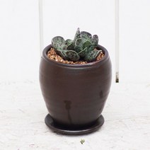 아침향기 공기정화식물 옹기화분, 58.천금장(다육)