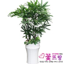 관음죽 사기분 공기정화식물 관엽식물 전국꽃배달서비스 개업화분/축하선물, 1개