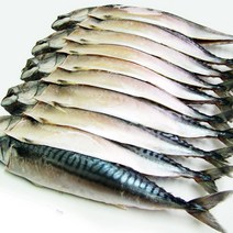 노르웨이 간고등어 대 5손(10마리), 10마리