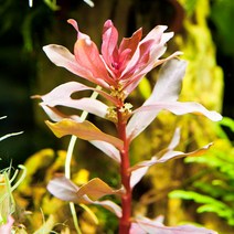 naturepeople 후경수초 암마니아그라실리스 3촉, 1개