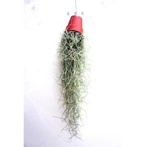 그린플랜트 공중식물 틸란드시아 이오난사 디스케리아, 05_틸란드시아_수염틸란, 1개