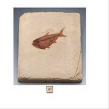 (사이언샵)물고기화석(Bony Fish 와이오밍 전시용화석), 상세설명참조