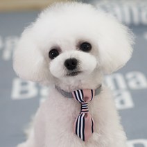 강아지 고양이 방울 보타이, 핑크M, 1개