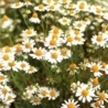 [엔피솝] 비누재료 화장품재료 플로럴워터 9종 비누재료 화장품재료, 캐모마일워터 500ml