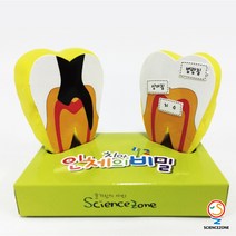 사이언스존 [인체의 비밀-치아(치아모형) 5인용] 과학실험 과학교구 과학실험키트 창의력 학습교구