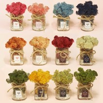 어드리밍 공기정화 스칸디아모스 천연순록이끼 내추럴가든 유리병, 사각 버건디