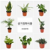 네오플라워 공기정화식물 꽃화분 허브, H1.로즈마리