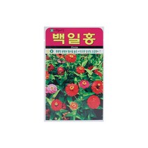 백일홍씨앗 200립