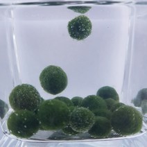 트리앤 일본 Hokkaido마리모(M) 1개