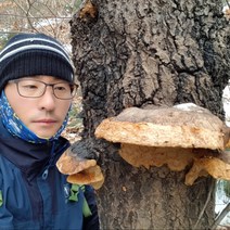 자연산상황버섯 (갓상황) 150g 재배아님 국내산, 1팩