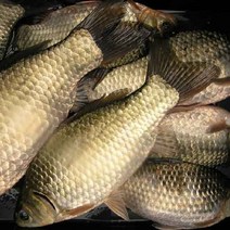 [불로장생] 구례 섬진강 자연산 참붕어곰 임신축하선물 1위 !!! 120ml 30팩