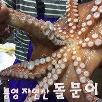 (산지직송) 한창수산 통영 자연산 돌문어1kg, 1box, 1kg, 1kg(1미)