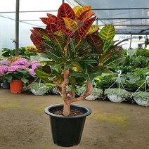 [용이네화원] 크로톤 대형 890 농원