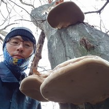 말굽버섯 국내 자연산 (절편) 강원도 고산 채취, 100g, 1팩