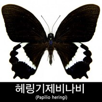 헤링기제비나비표본/Papilio heringi