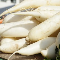 [맘스허브] 무 1개 단단하고 세척한 맛깔나는, 800g이상