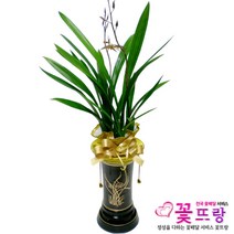 산천보세 동양란 승진/취임/개업/인테리어/전국꽃배달