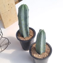 용신목 선인장 20cm