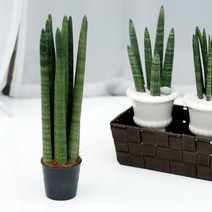 아침향기 실내 공기정화식물 스투키, 스투키 30cm(7촉), 1개