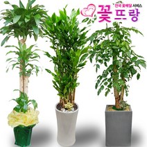 꽃뜨랑 2m대형화분 개업화분 행운목 금전수 스투키 전국당일꽃배달, C10 크로톤, 1