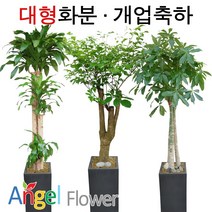 엔젤플라워 초특가 특대형화분 대박나무 행운목 전국당일꽃배달, A07 벵갈나무, 1개