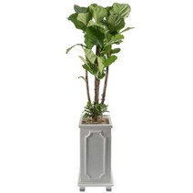 다덴다플라워 고급 화분 공기정화식물 개업 축하집들이 선물, 4. 떡갈고무나무