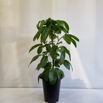 온누리농원 알파인