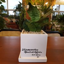 인커피식물카페 청하니 산세베리아 캘리그라피화분 공기정화식물 관엽식물