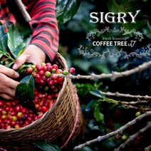 커피트리쥔장 파푸아뉴기니 블루마운틴원두 커피 시그리AA 유기농공정무역커피, 더치커피용, 500g