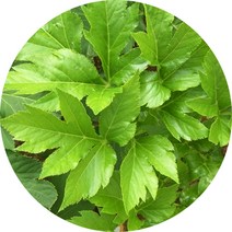 야채조미료 야채분말 야채가루 천연조미료 자연조미료, 신선초분말(실속지퍼백) 300g