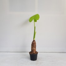 온누리농원 알로카시아