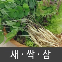 장성 새싹삼 새싹인삼 특 대 중 소, 1box, 중 (50뿌리)