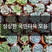 제이팟다육 예쁜 국민 다육이 다육식물 200종류, B02. 유접곡