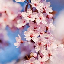 프래그런스오일_20ml_꽃향, 20ml, 체리블라썸