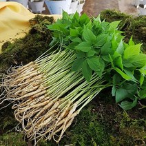 산골짜기농장 미니80뿌리 선물포장, (미니)80뿌리