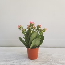 온누리농원 노블