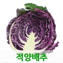 적채16kg내외 1박스 적양배추 싱싱지오