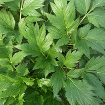 노병남의 유기농 즙용, 신선초, 1kg