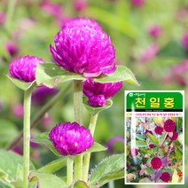 화분월드 천일홍 씨앗 (100립), 단품