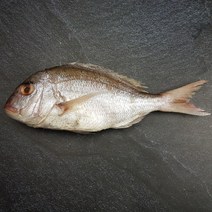 자갈치닷컴 반건조 도미, 1마리, 35~37cm