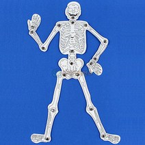 인체골격 만들기(우리몸의 뼈구조)(10인 세트) RSA