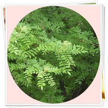 민초피나무 묘목 민제피나무