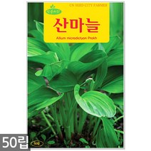 곤드레 나물 씨앗 100립 / 곤드레씨앗 곤드레씨 씨, 03_산마늘(50립)