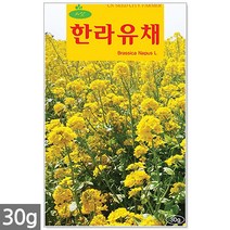 미니 해바라기 씨앗 10립 / 해바라기씨앗 미니해바라기씨앗 꽃씨앗 꽃씨 씨 야생화씨앗 야생화 야생꽃씨, 06_청농_한라유채(30g)