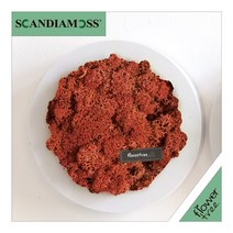 미세먼지 철벽방어! 실내공기정화식물 스칸디아모스 모음 천연이끼, 20.원형스칸디아액자set 24cmP-시에나