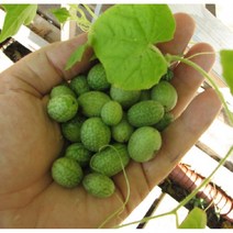 씨앗 멕시코 미니오이 10립