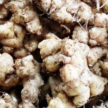 (인빌푸드)완주봉동생강(토종) 1kg, 단품